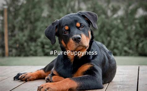 History Of The Rottweiler