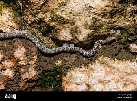 Horse Whip Snake Seen Hugging A Wall Along The Drying River Bed Of The