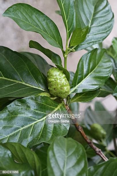 298 Morinda Citrifolia Stock Photos High Res Pictures And Images