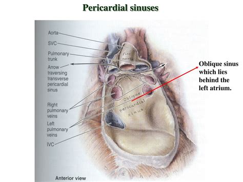 PPT - Pericardium and its sinuses PowerPoint Presentation, free ...