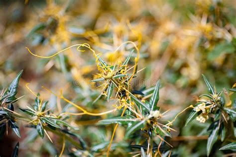 Dodder Genus Cuscuta Is Parasitic Plants Stock Photo Image Of Dodder