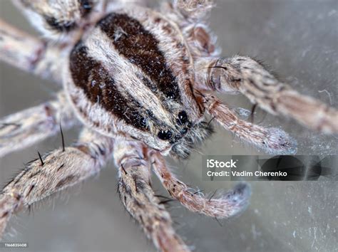 Spider Wolf In A Native Habitat Stock Photo - Download Image Now - Animal, Animal Wildlife ...