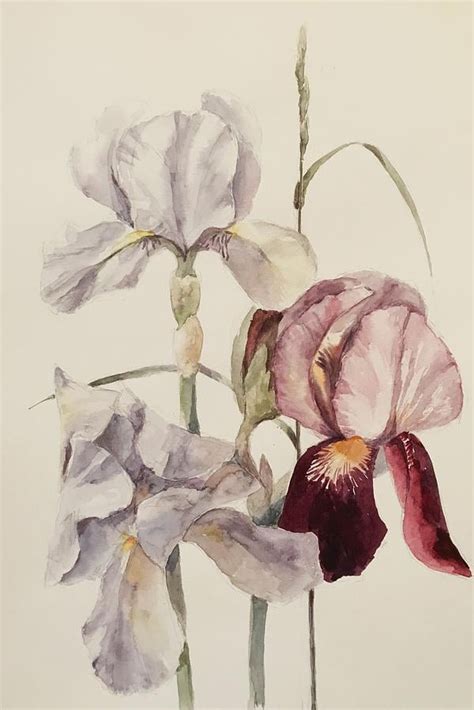 Irises Painting Watercolour Flower Watercolor Floral Painting By