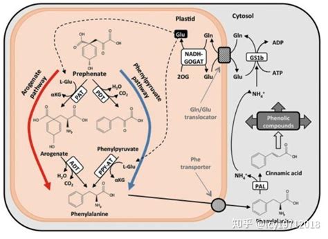 氨基酸的合成代谢与必需氨基酸（二） 知乎