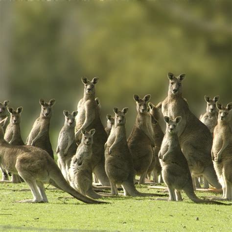 Kurios K Nguru Horde Berf Llt Golfplatz In Australien