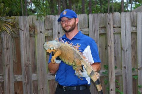 Iguana Control Iguana Removal Iguana Trapping