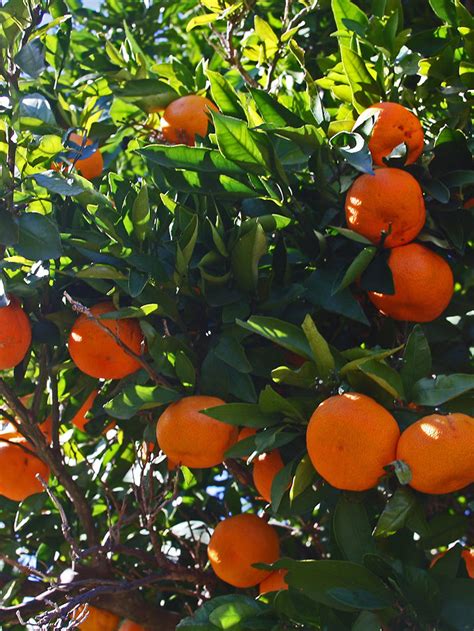 Citrus Trees For Sale Buy Citrus Plants Online The Tree Center