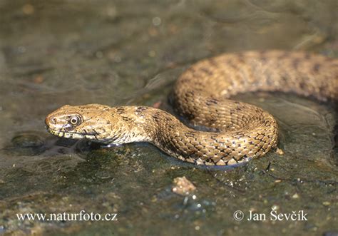 Dice Snake Tessellated Photos Dice Snake Tessellated Images Nature