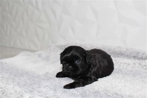 Shih Tzu Czarny Piesek Z Rodowodem Z Otoryja Olx Pl