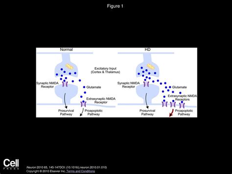 Location Location Location Contrasting Roles Of Synaptic And