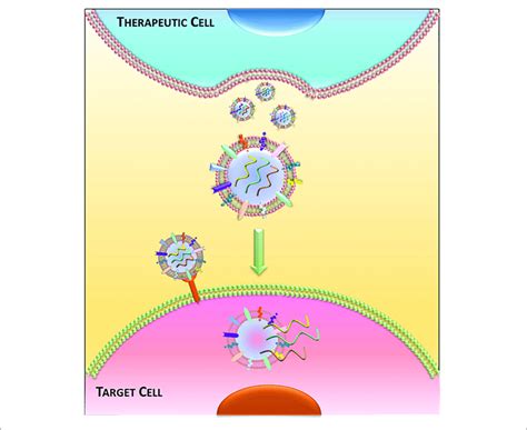 Extracellular Vesicle Mediated Communication Schematic Of Release