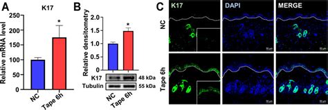 Frontiers Keratin Is Required For Lipid Metabolism In