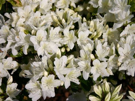 Japanische Azalee Schneewittchen Rhododendron Obtusum