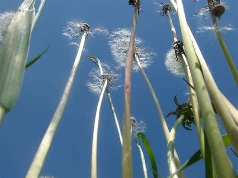 Free Images Tree Water Nature Branch Sky Sunlight Leaf Flower