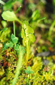 Botrychium Crenulatum Alchetron The Free Social Encyclopedia