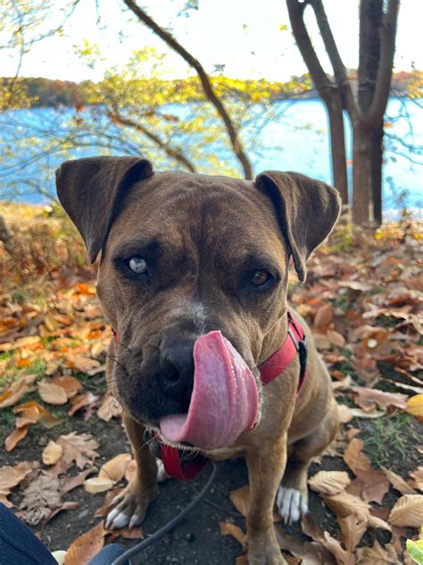 brindi  england transplant    bahamas