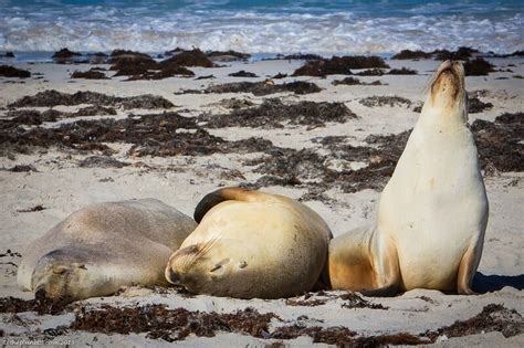 Kangaroo Island Wildlife Sanctuaries