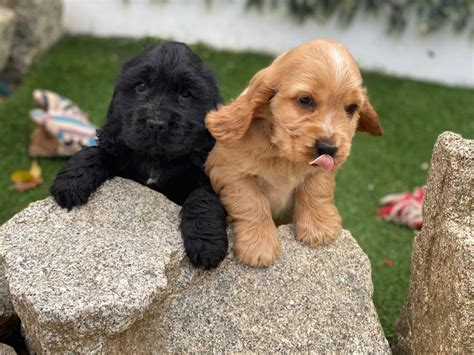 CRIADERO DE COCKER Spaniel Con 15 años de Experiencia