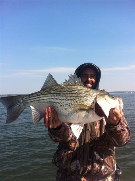 Hybrid Striper - Conroe Fishing Guide