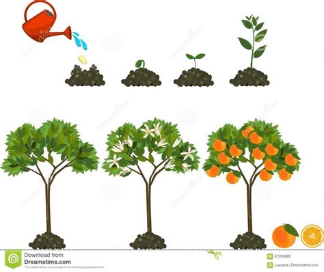 Planta Que Crece De La Semilla Al Rbol Anaranjado Planta De Ciclo De