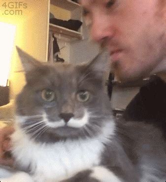 Cat Kiss GIF - Find & Share on GIPHY