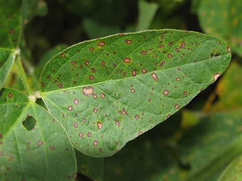 Identifying And Managing Foliar Fungal Diseases Of Soybean Land Grant