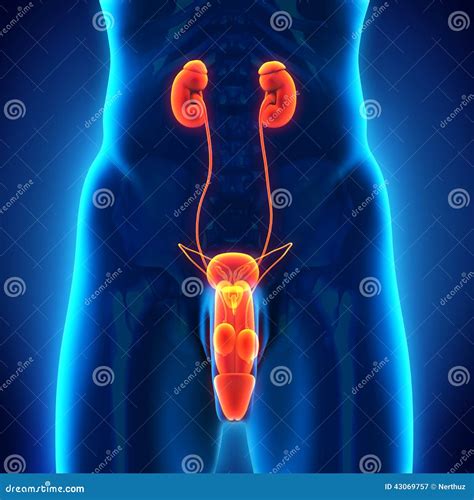 Sistema Urogenitale Maschio Illustrazione Di Stock Illustrazione Di