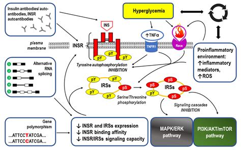 Ijms Free Full Text Molecular Mechanisms For The Vicious Cycle