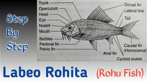 How To Draw Labeo Rohita Rohu Fish Step By Step YouTube