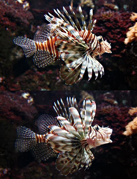 Red Lionfish