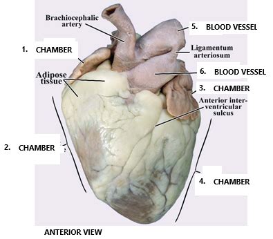 Uncut Pig Heart Anatomy Diagram Quizlet