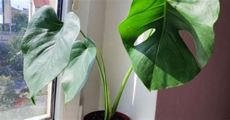 Monstera Deliciosa Aukce Rostlin