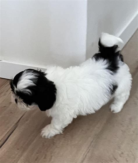 Shih Tzu Szczeniak Suczka J Drzychowice Olx Pl