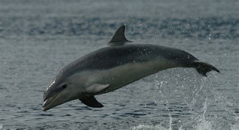 Bottlenose Dolphins