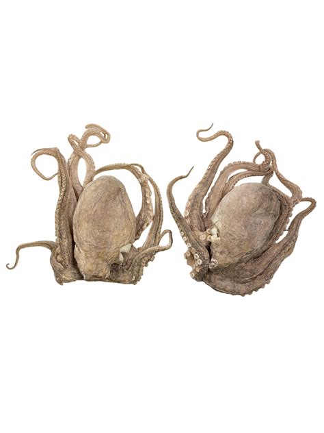 Freeze Dried Octopus Simply Rawsome