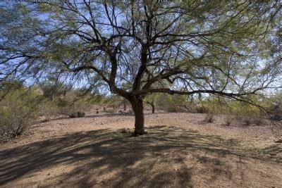 The Best Desert Shade Trees in Arizona (with Pictures) | eHow