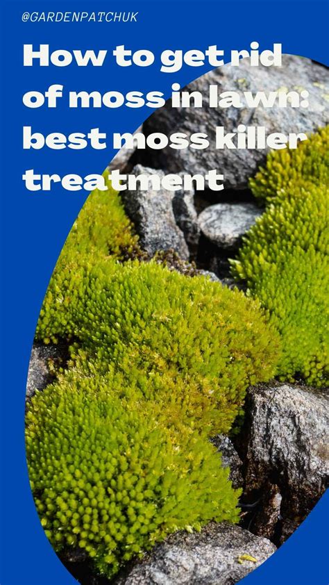 How To Get Rid Of Moss In Lawn Best Moss Killer Treatment