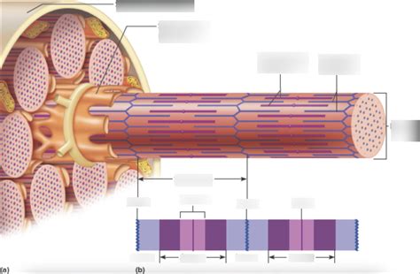 Labeled Sarcomere Diagram Quizlet