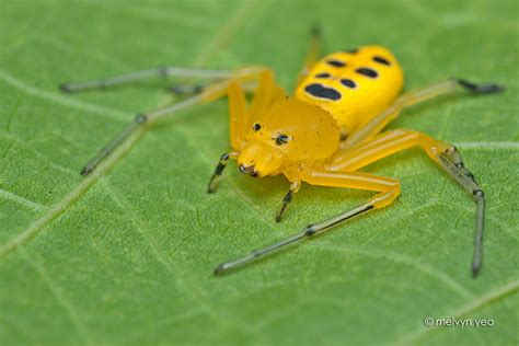 Eight Spotted Crab Spider by melvynyeo on DeviantArt