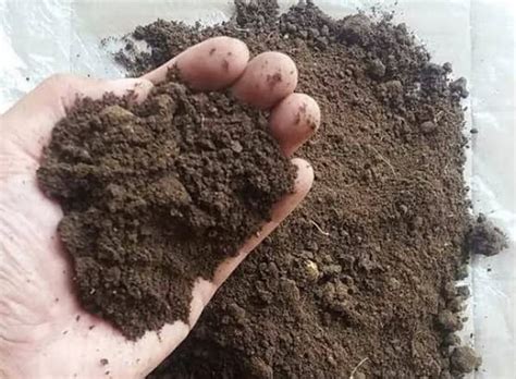 fermentasi kohe sapi kampustanicom