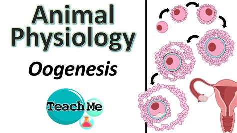 Oogenesis Ib Biology Teachme Youtube