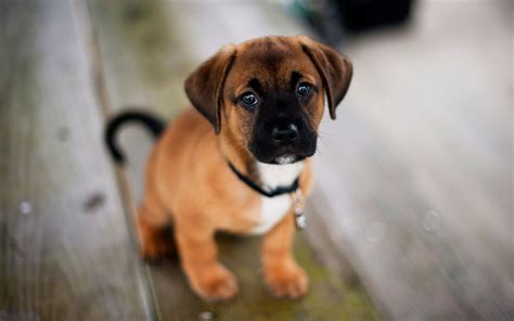 38 Cute Dog Pictures - InspirationSeek.com