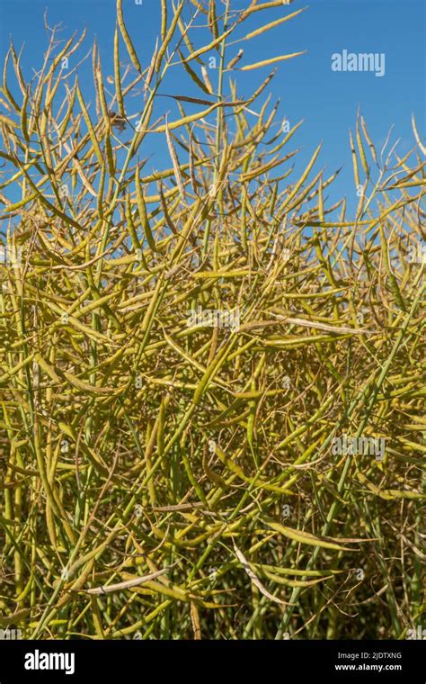 Ripe Canola Pods Ready To Harvest Agricultural Field Of Rapeseed Or