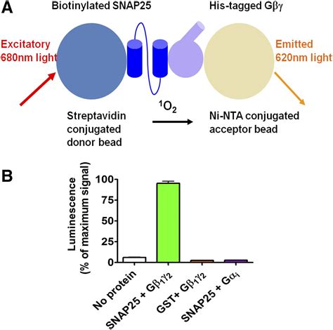 Gβγ Binds To The Extreme C Terminus Of Snap25 To Mediate The Action Of