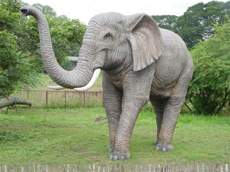 How is the trunk useful to the elephant? | Trunk of an elephant is the ...