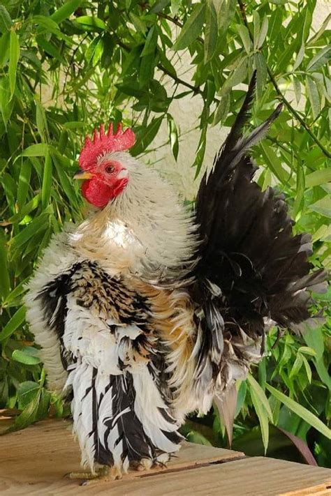 Serama Chicken History Size Eggs Health And Care