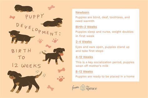 Puppy Development From 1 to 8 Weeks