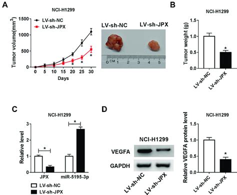 Jpx Knockdown Repressed Nsclc Cell Growth In Vivo Nci H Cells