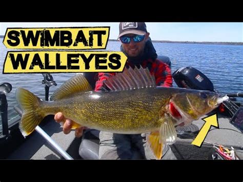 How To Fish Swimbaits For Spring Walleyes Walleye Fishing Youtube