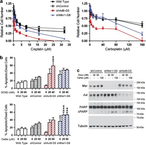 Mer Or Axl Knockdown Results In Enhanced Chemosensitivity Increased